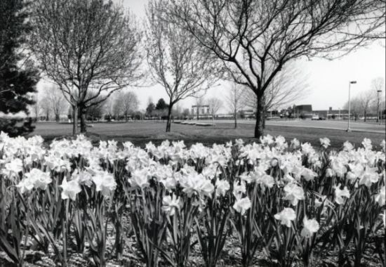 View of campus in spring, circa 1990